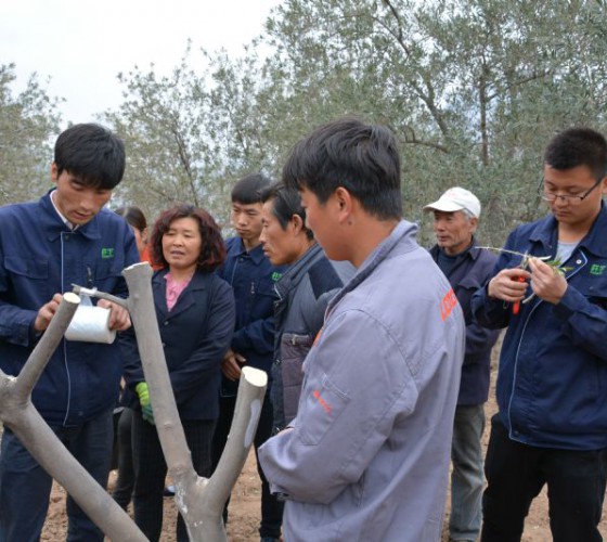 公司從產(chǎn)業(yè)鏈起始端著手，引進(jìn)良種優(yōu)苗，繁育基地苗圃，優(yōu)化樹(shù)種，以?xún)?yōu)質(zhì)的橄欖樹(shù)苗為生產(chǎn)特級(jí)初榨橄欖油提供基礎(chǔ)保障。在以自建萬(wàn)畝國(guó)家標(biāo)準(zhǔn)化油橄欖..