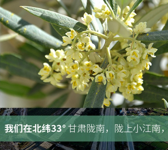 武都的氣候、土壤等與地中海沿岸極其相似，同處于世界頂級(jí)油橄欖黃金生產(chǎn)帶（32°58--33°36）年平均氣溫為14.7°，年日照時(shí)數(shù)1911..